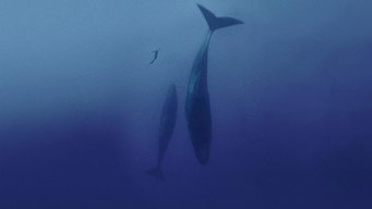 Freediver (2024)