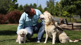 Amores Perros (2016)