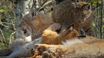 Snow Cats and Me (2020-2019)