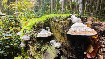 The Wild Forest (2021)