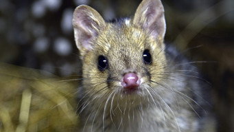 #5 Quoll Farm