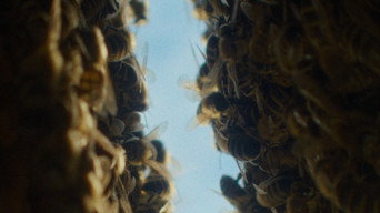 The Quiet Beekeeper (2026)