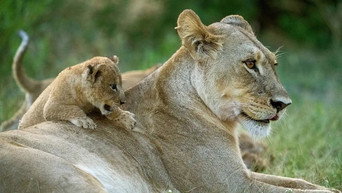 Big Cats, Small World (2024)