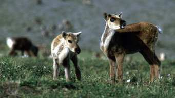 Being Caribou (2004)
