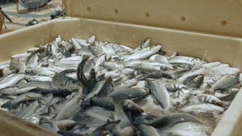 #11 What do Saudis Eat