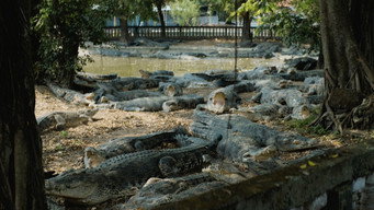 #11 Crocodile Tears