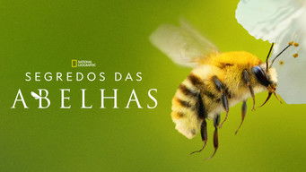 Cena de Segredos das Abelhas