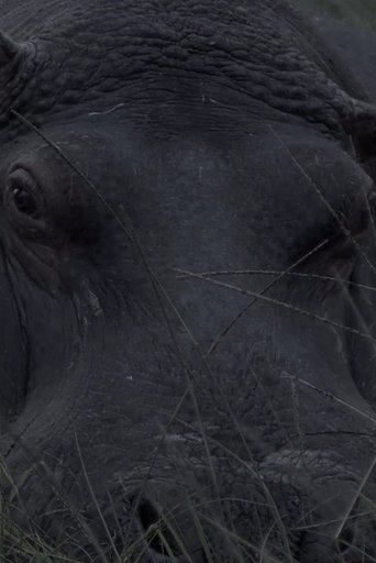 Hippos in Gravitas (1970)