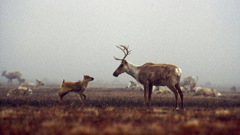 Being Caribou (2004)