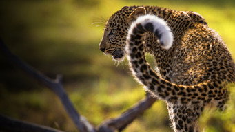 #5 Jade Eyed Leopard