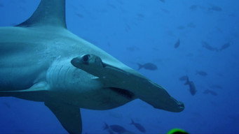 #4 Galapagos