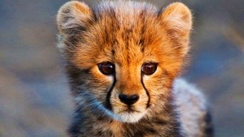 Animal Babies - S1E01
