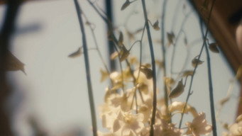 Wedding Flowers (2026)