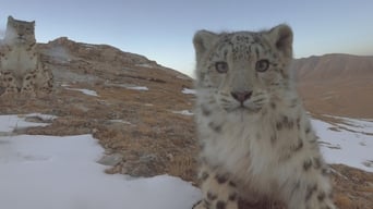 Disneynature: Ghost of the Mountains (2017)