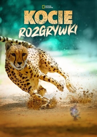 Kocie rozgrywki