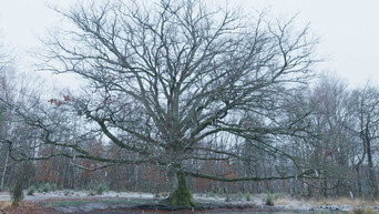 #13 Heart of an Oak
