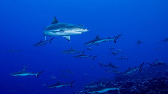 Shark Swarm (2017)
