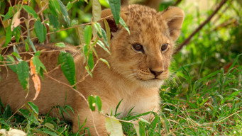 LION (2026- )