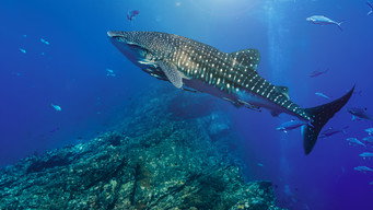 #9 Equator's Wild Secrets