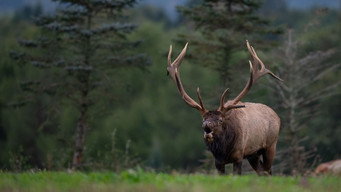 Elk Country (2025)