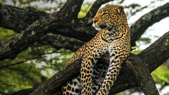 #4 Jade Eyed Leopard