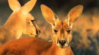 #9 Big Red: The Kangaroo King