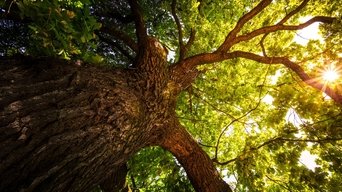 The Secret Life of Trees - S1E01