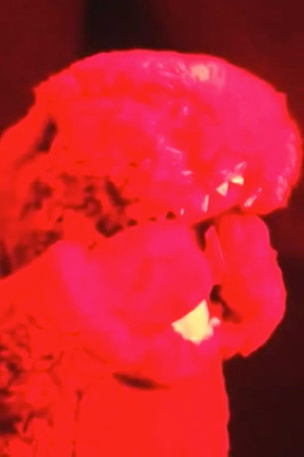 A Roar in the Dark