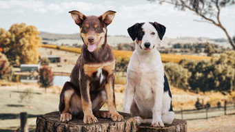 #9 Muster Dogs
