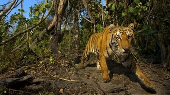 Lost Land of the Tiger (2010)