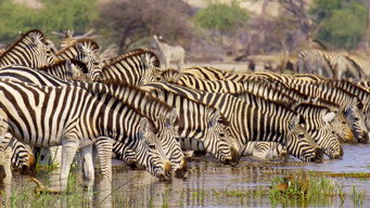 Massive Africa (2019)