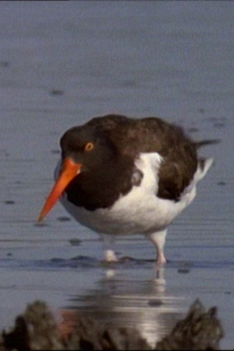 Lifestyles of the Wet and Muddy (1996)