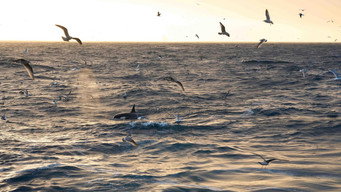 #7 North Sea  Nature Untamed