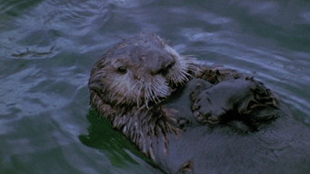 Vanishing Wilderness (1974)