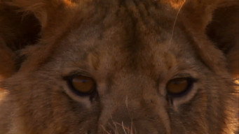 #4 Lion Battle Zone