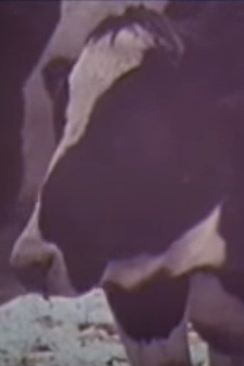 Cold Cows (1977)