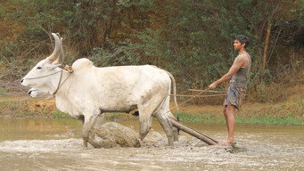 #21 Bison Kaalamaadan