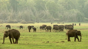 Destination Wild: India (2024- )
