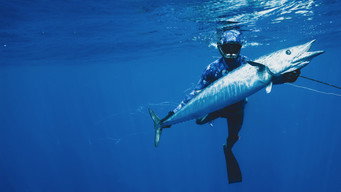 #6 Shark vs Tuna