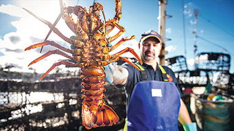 Aussie Lobster Men (2019- )
