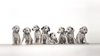 Dogs 101 (2008-2011)