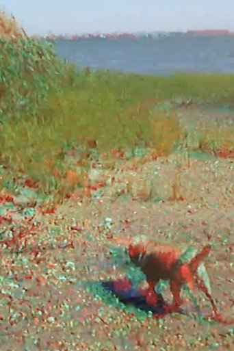 Batchellor’s Dog and Beach