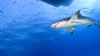 #10 Saved from a Shark