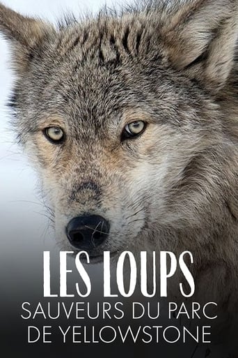 Les Loups, sauveurs du parc de Yellowstone