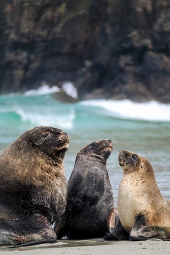Return of the New Zealand Sea Lion poster