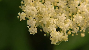 Elder Blossom (2007)