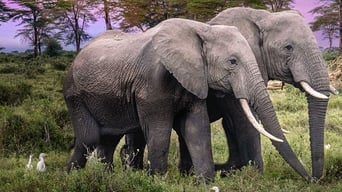 #4 Secrets of the Elephants