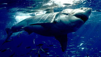 #5 Orca vs. Great White