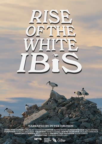 Rise of the White Ibis Rise of the White Ibis