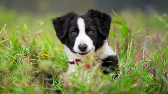 #4 Muster Dogs